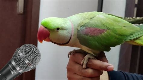 parrot video